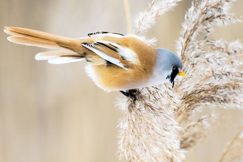 Усатая синица (лат. Panurus biarmicus). фото превью