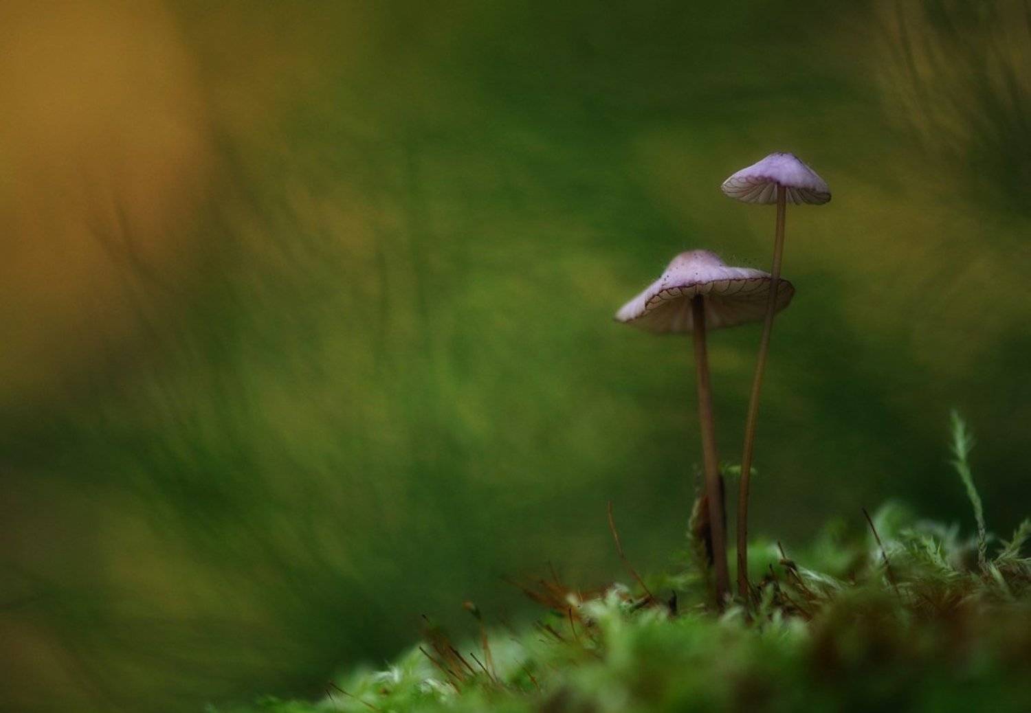 грибы,лес,макро, Наталия