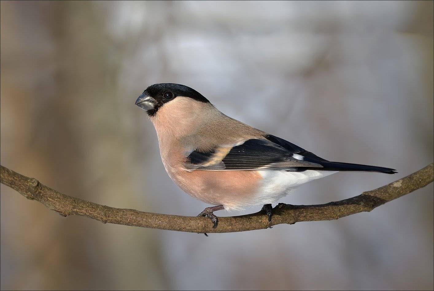 снегирь, Андрей Медведев
