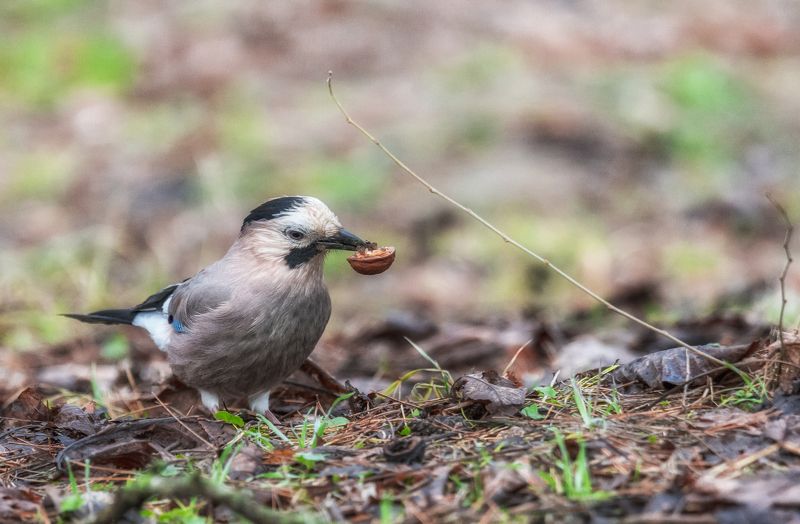 ВОТ ДОСТАЛА ЗАНАЧКУ фото превью