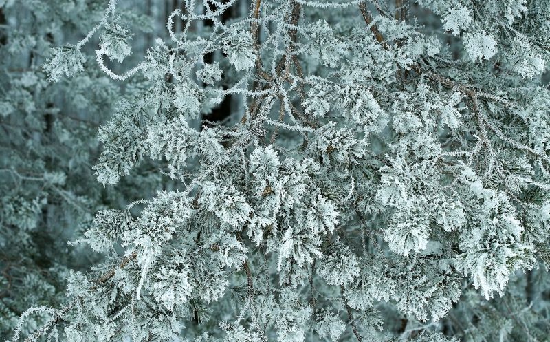 Мороз фото превью