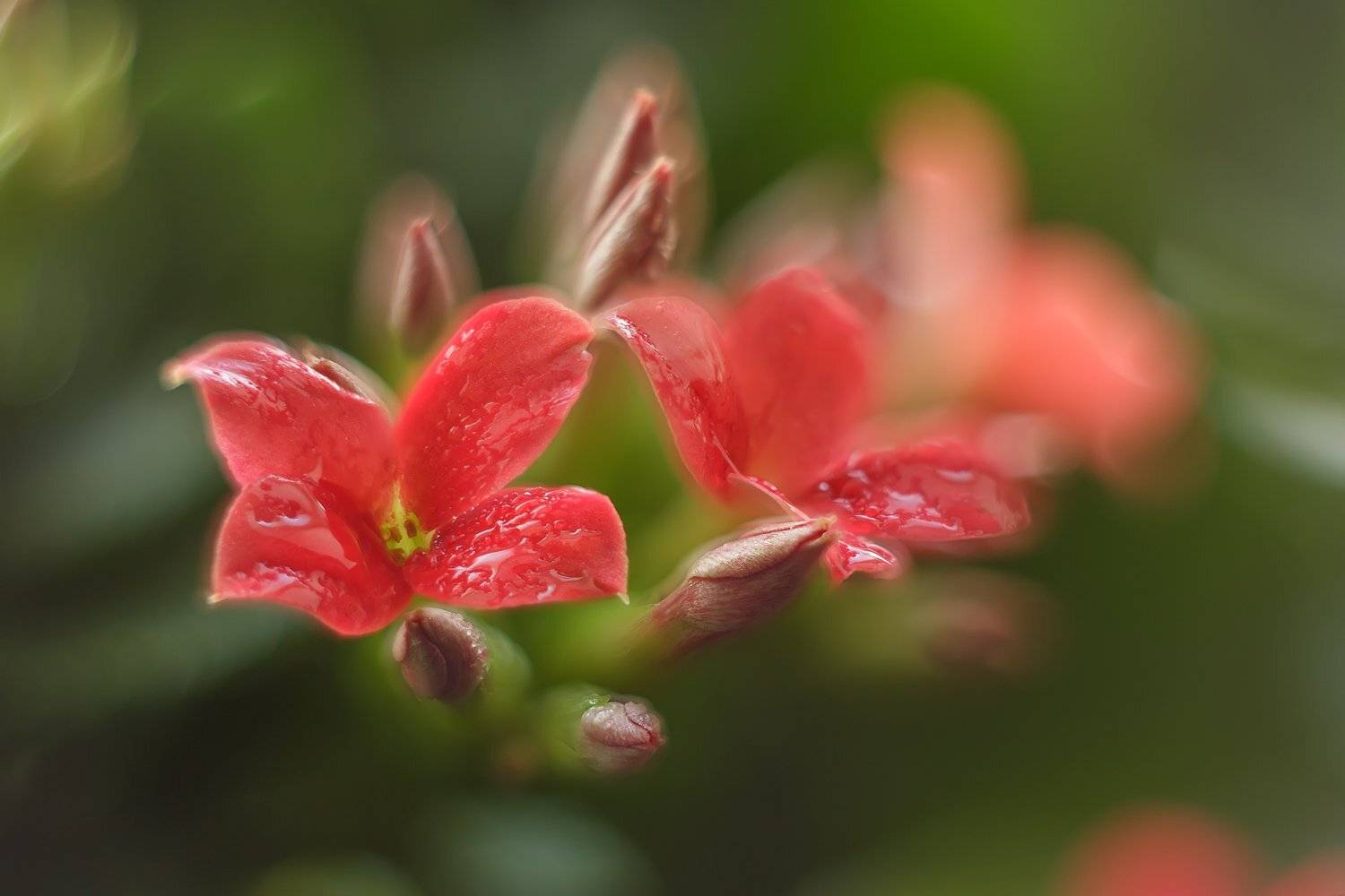 , Николай Андреев