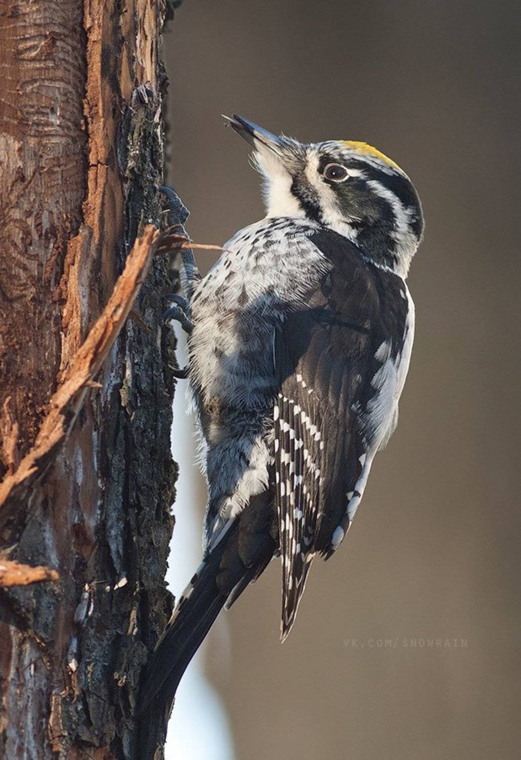 woodpecker, wildlife, wildlife photography, анималистика, дятел, фотоохота, birds, nature, птицы, Snowrain
