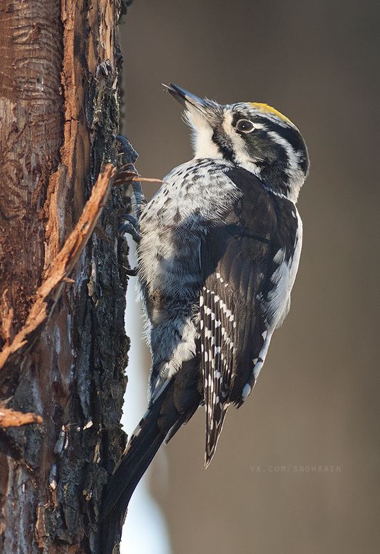 woodpecker, wildlife, wildlife photography, анималистика, дятел, фотоохота, birds, nature, птицы Трехпалый дятел фото превью
