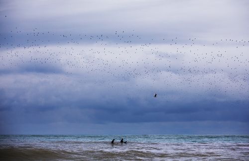 перелётные.