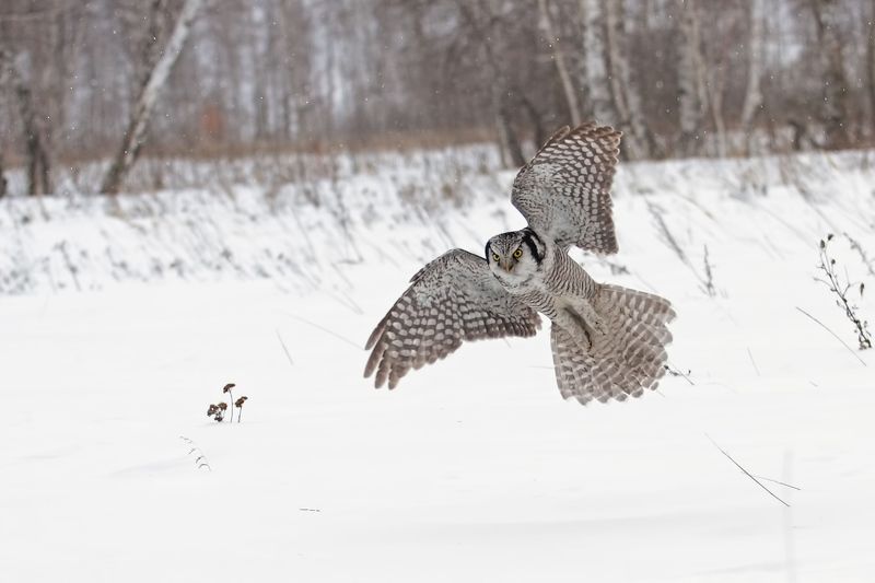 шмяк, шмяк, шмяк, да и шмык, шмык, шмык фото превью