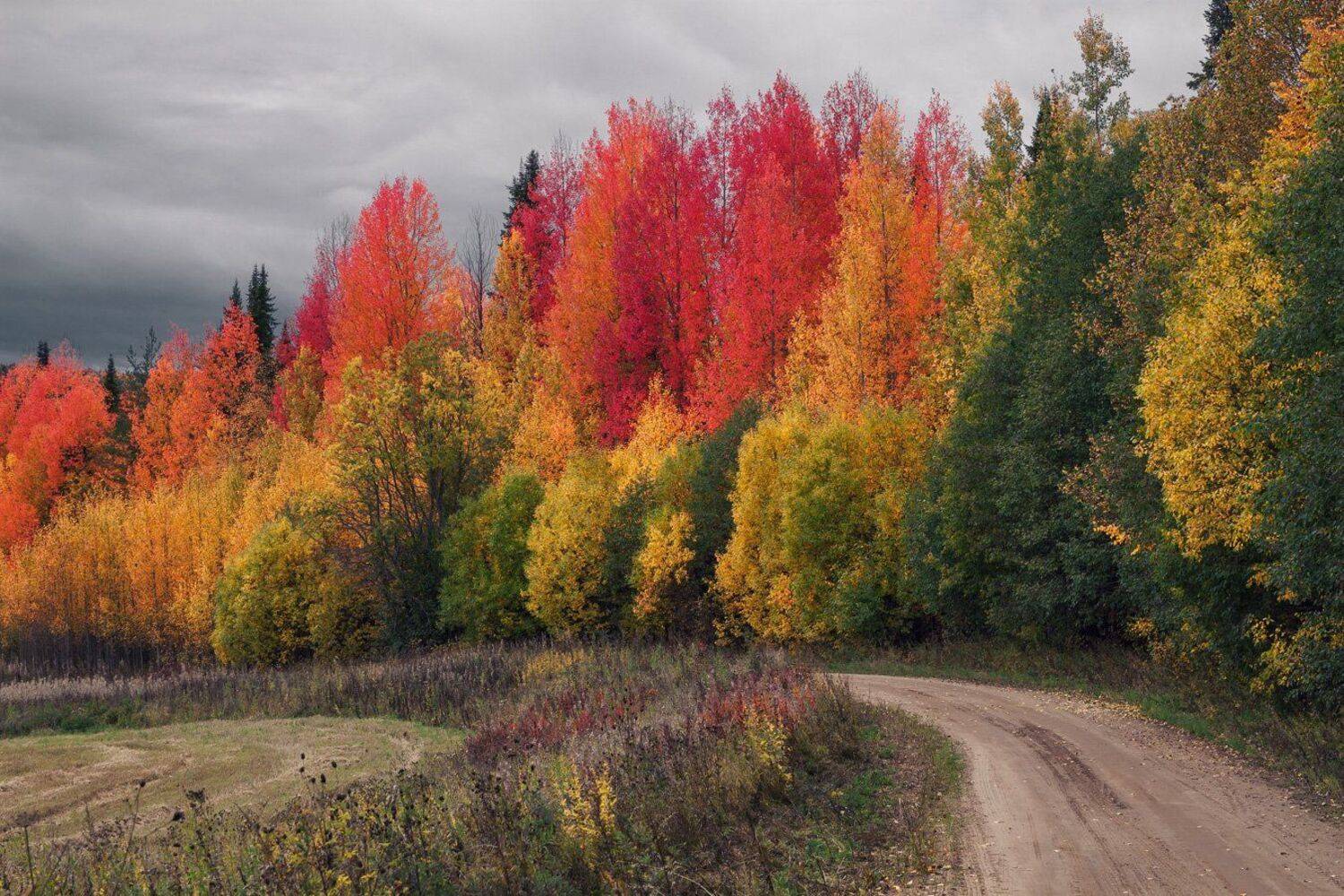 осень, пасмурно, осины, дорога., Смольский Евгений