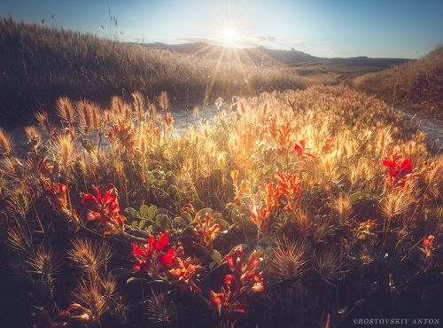 Цветущий закат. Тоскана