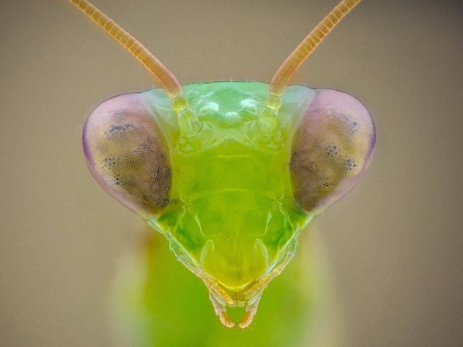 ceclii, macro, extrememacro, Tsvetan Ganev