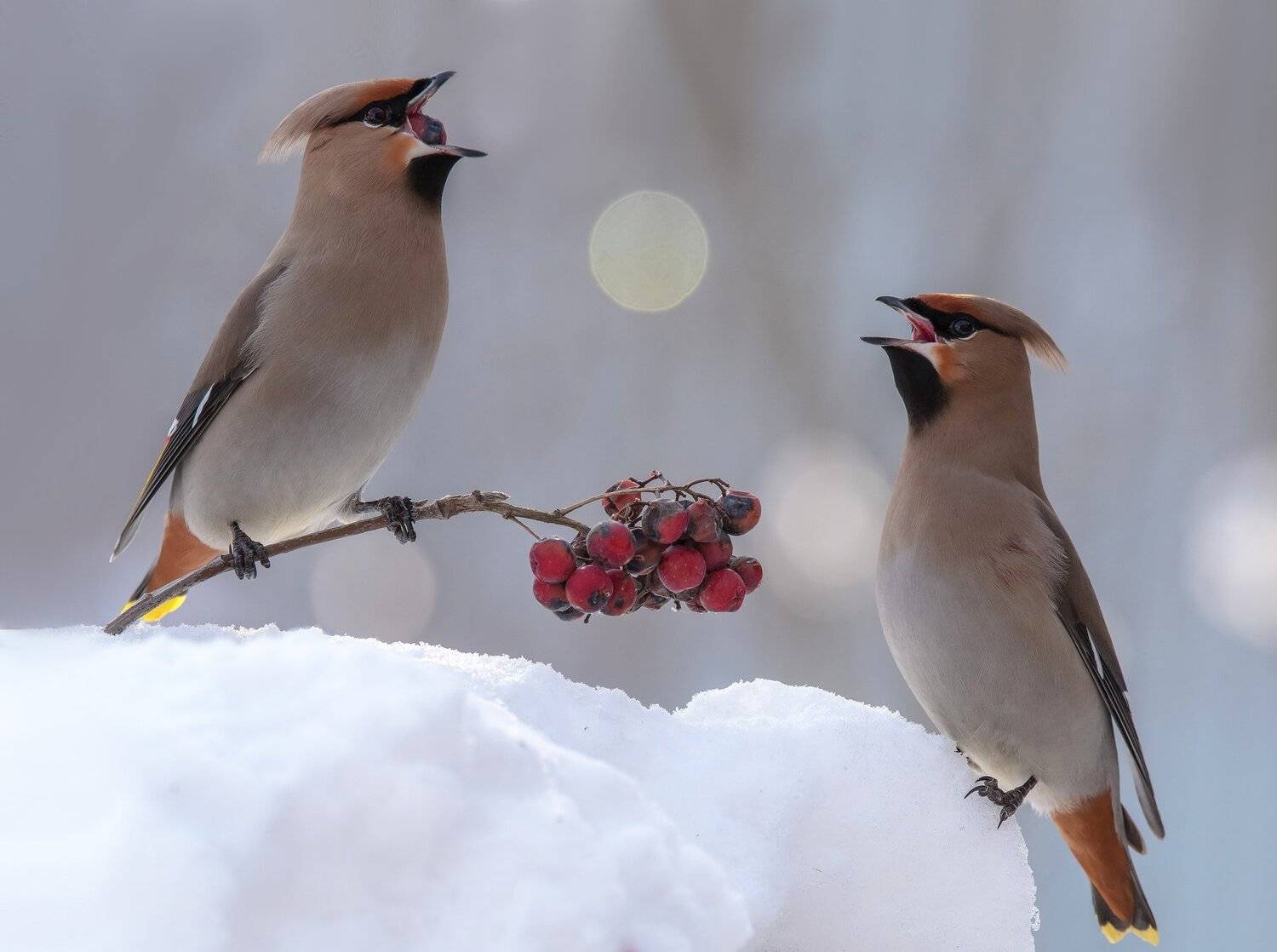, Андрей Киселёв
