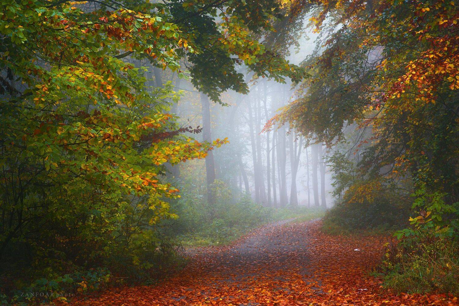 осеннее путешествие,осень, туман, цвета, листья, путь, тропинка, лес, природа, zanfoar, чешская республика, богема, nikon d750,czech republic,чехия, Zanfoar