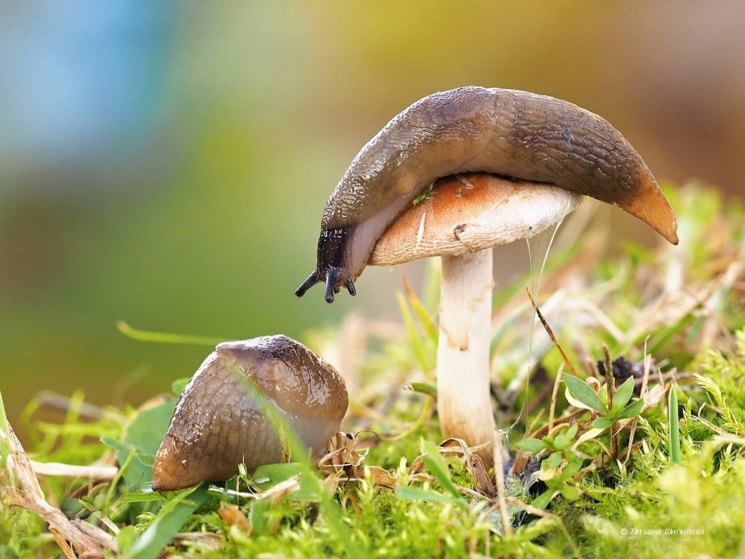 слизень, слизняк, слизень полевой черноголовый, krynickillus melanocephalus kaleniczenko, московская область, осень, октябрь, макро, гриб, Шипилова Татьяна