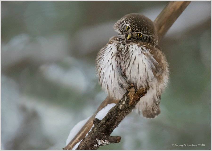 , Валерий Субачев