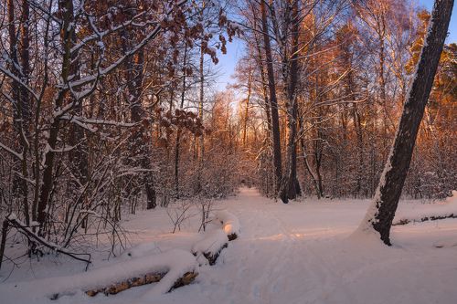 Тени ночные ложились на снег