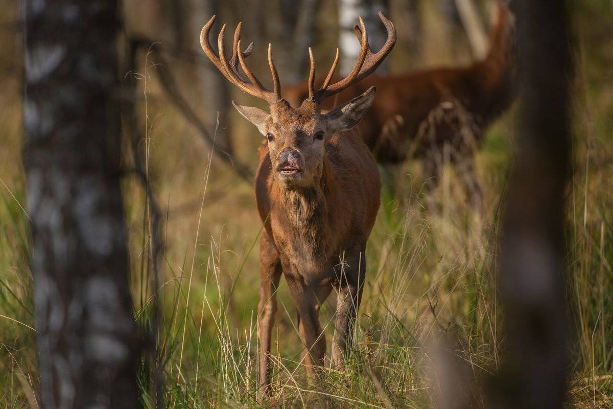олень в калужских лесах, Александр Маркелов