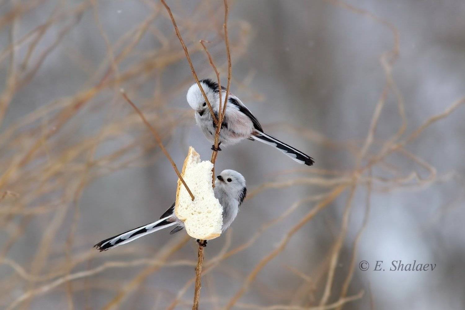 aegithalos caudatus,birds,long-tailed tit,длиннохвостая синица,ополовник,птица,птицы.синица,фотоохота, Евгений