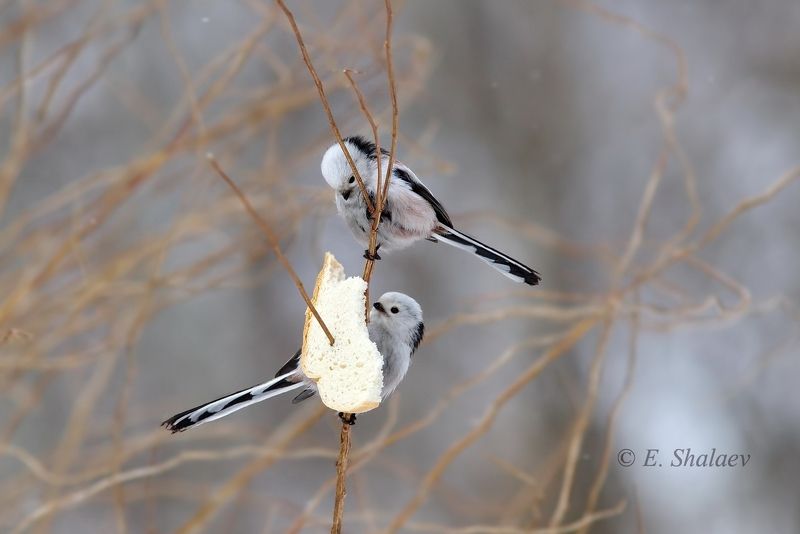 aegithalos caudatus,birds,long-tailed tit,длиннохвостая синица,ополовник,птица,птицы.синица,фотоохота Инь-Янь фото превью