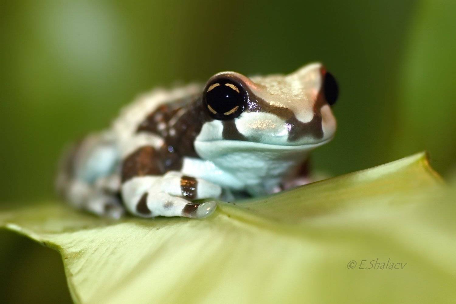 amazon milk frog,frog,phrynohyas resinifictrix,амфибии,жабовидная квакша,квакша,лягушка, Евгений