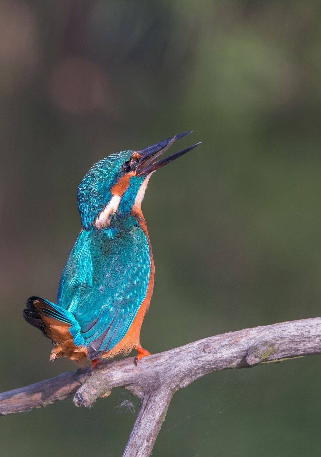 , Arkadiusz Michalak