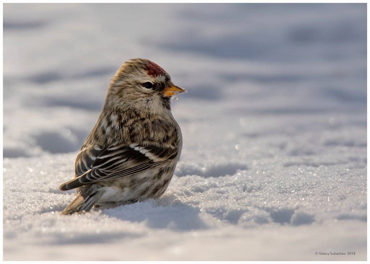 , Валерий Субачев