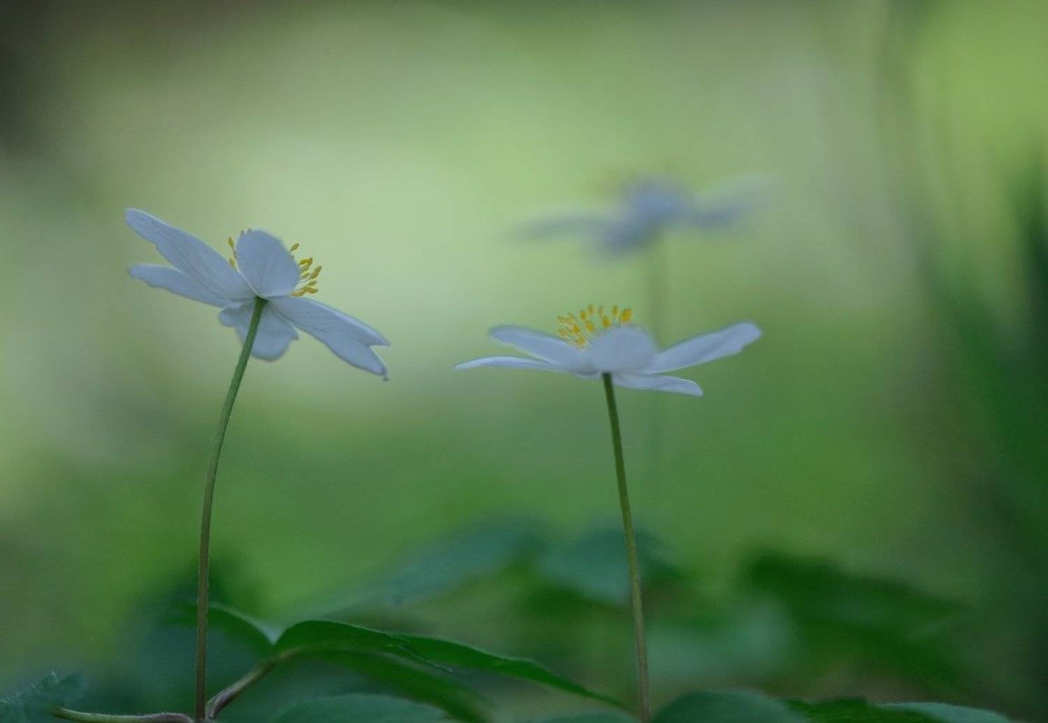 макро,ветреницы,анемоны,весна, Наталия