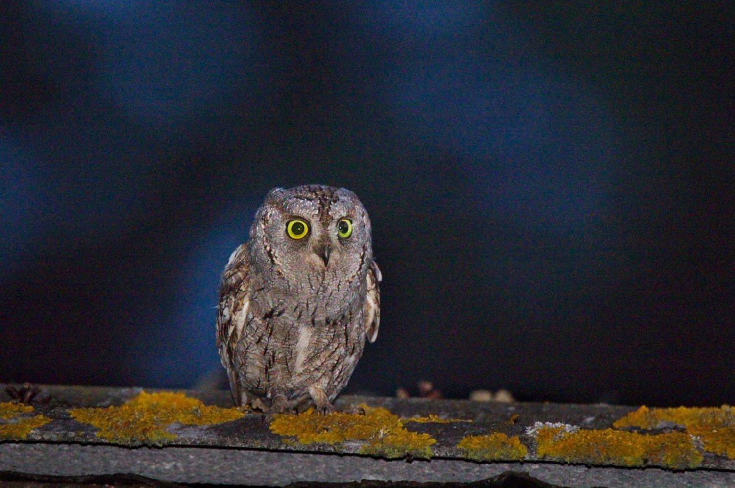 птицы сплюшка, Каранов Николай