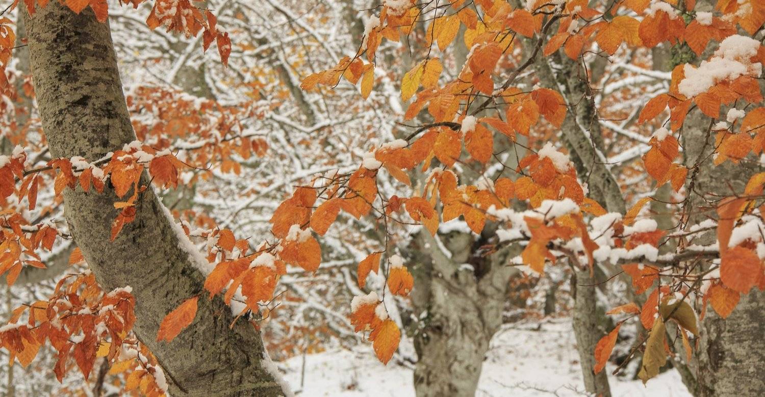 , Владимир Карпухин