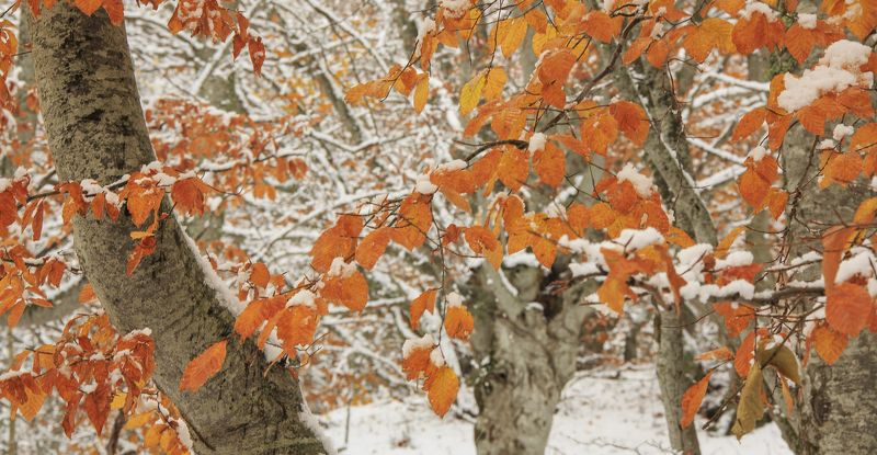 Первый снег в горах фото превью