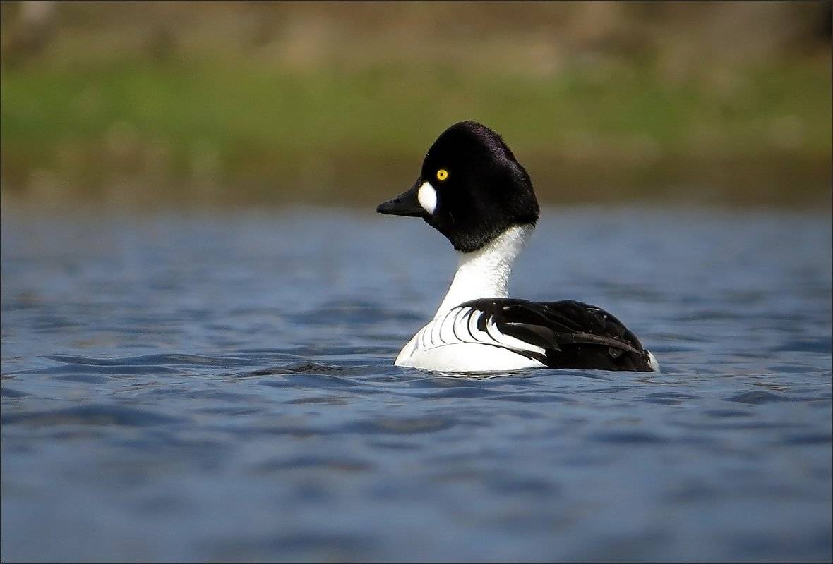 гоголь, Андрей Медведев