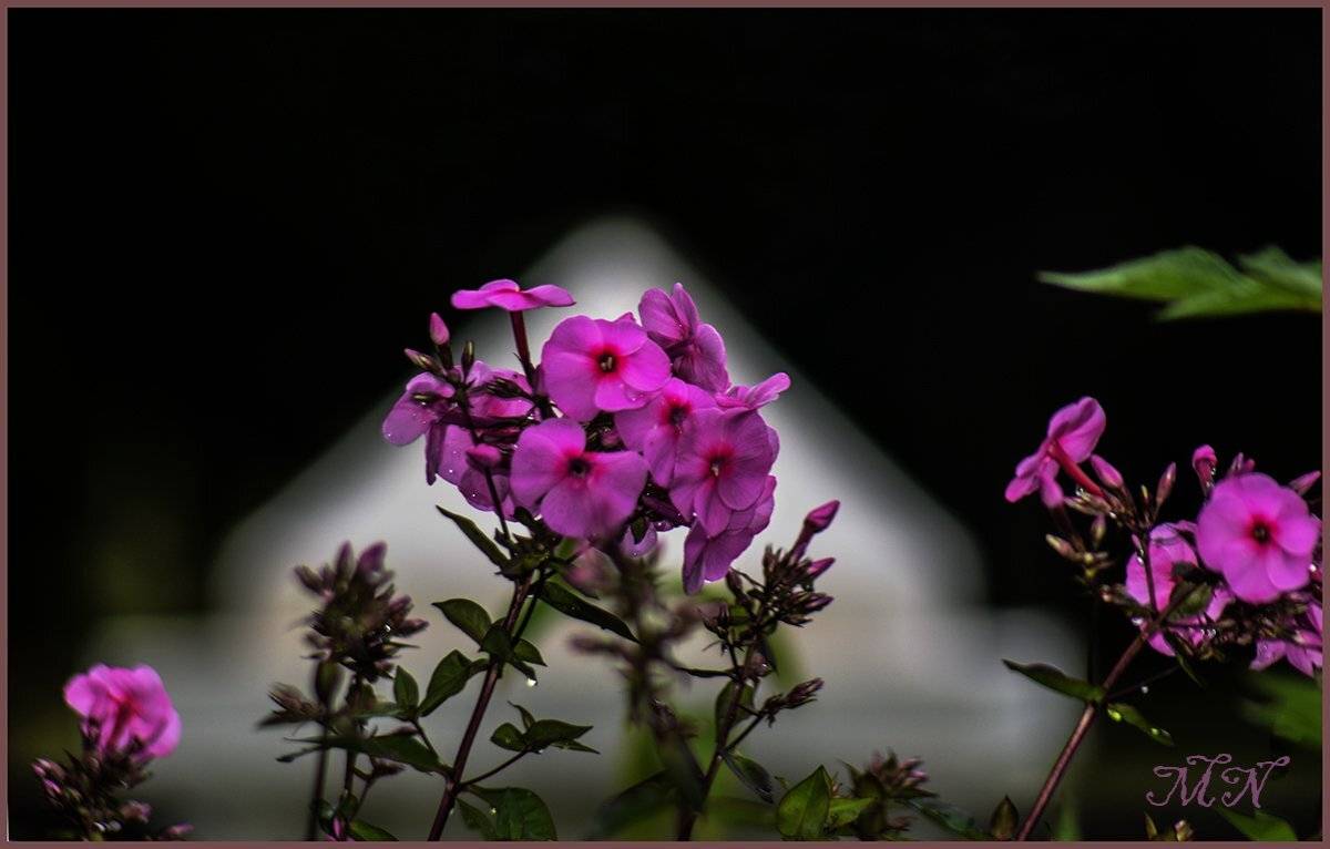 , Марина Никулина