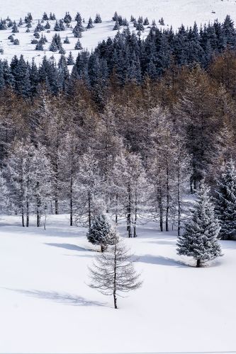 Разноцветность