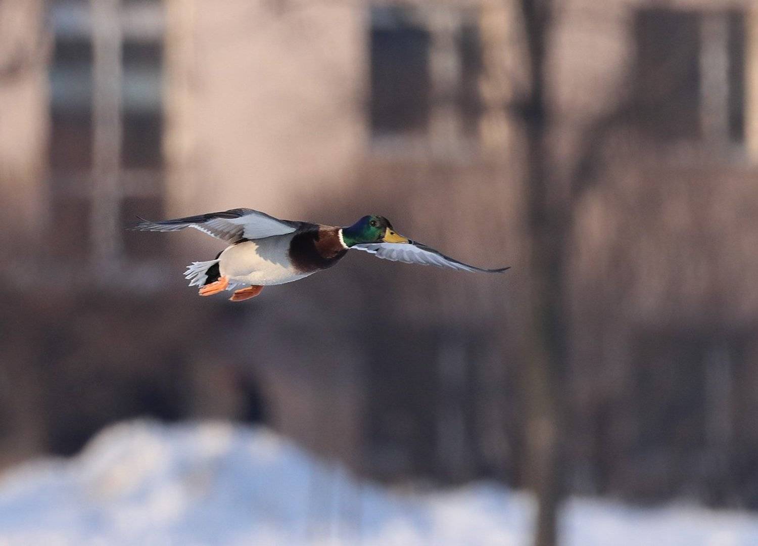 , Николай Бобов