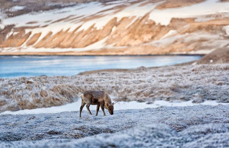 Олень фото превью