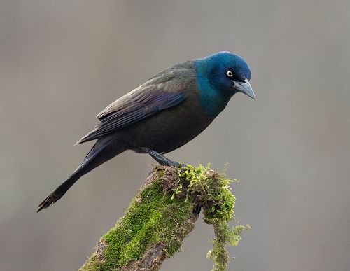 Гракл - Common Grackle