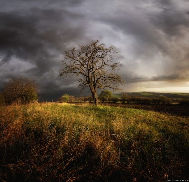 Я слышу аромат дождя... фото превью