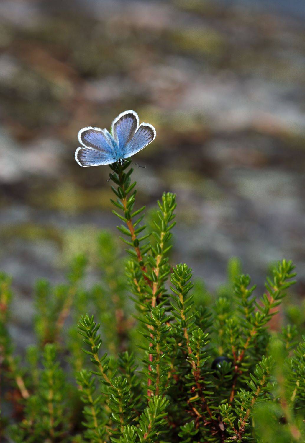 , Сергей Корнильев