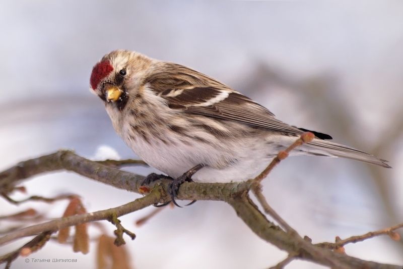 carduelis flammea, зима, красота, мороз, московская область, обыкновенная чечётка, природа, птицы, птицы россии, снег, фауна, чечётка Чечётки фото превью