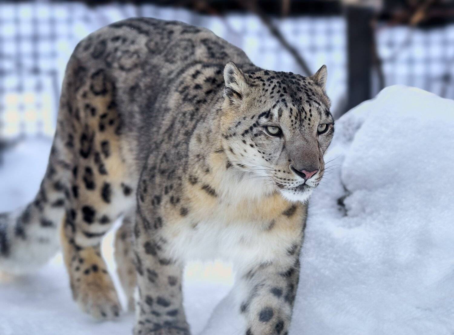 снежный барс, Олег Богданов