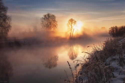 призрачное дерево