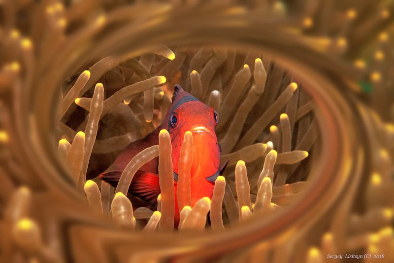 Amphiprion. фото превью