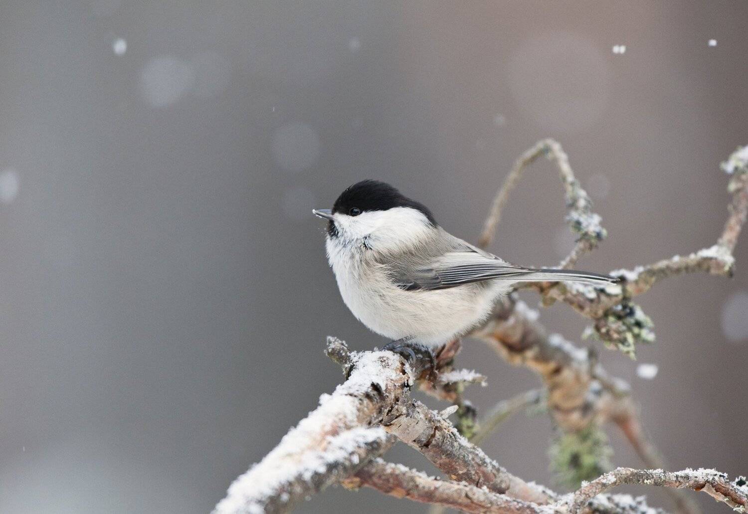 , Юрий Кулаков
