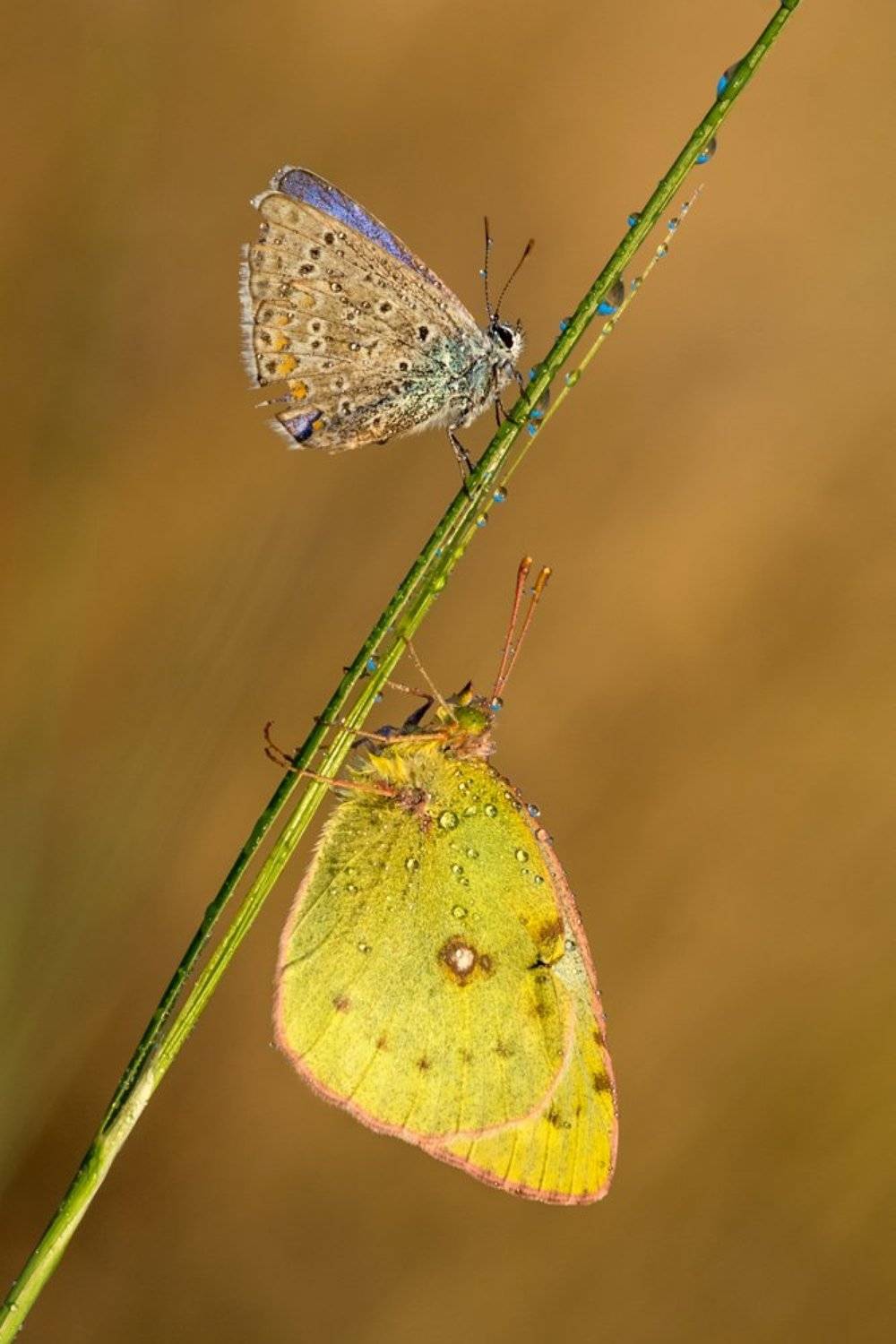 бабочка, роса, утро, икар, лимонница, Анна Иванова
