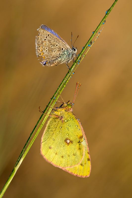 бабочка, роса, утро, икар, лимонница Икар и Лимонница фото превью