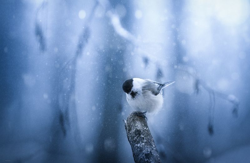 Любопытство фото превью