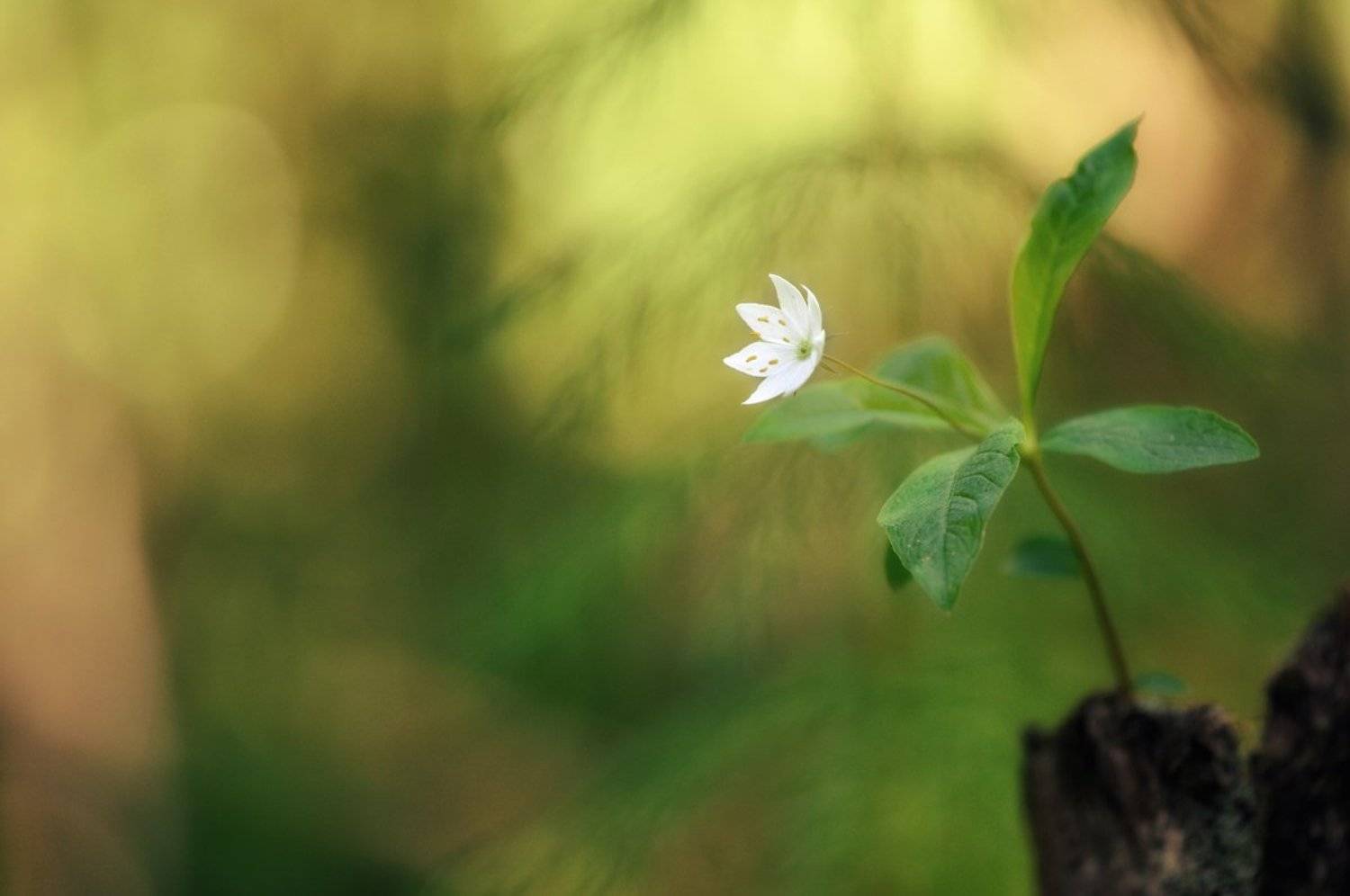 седмичник европейский,лес,макро,весна, Наталия