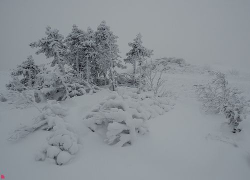 Белое безмолвие