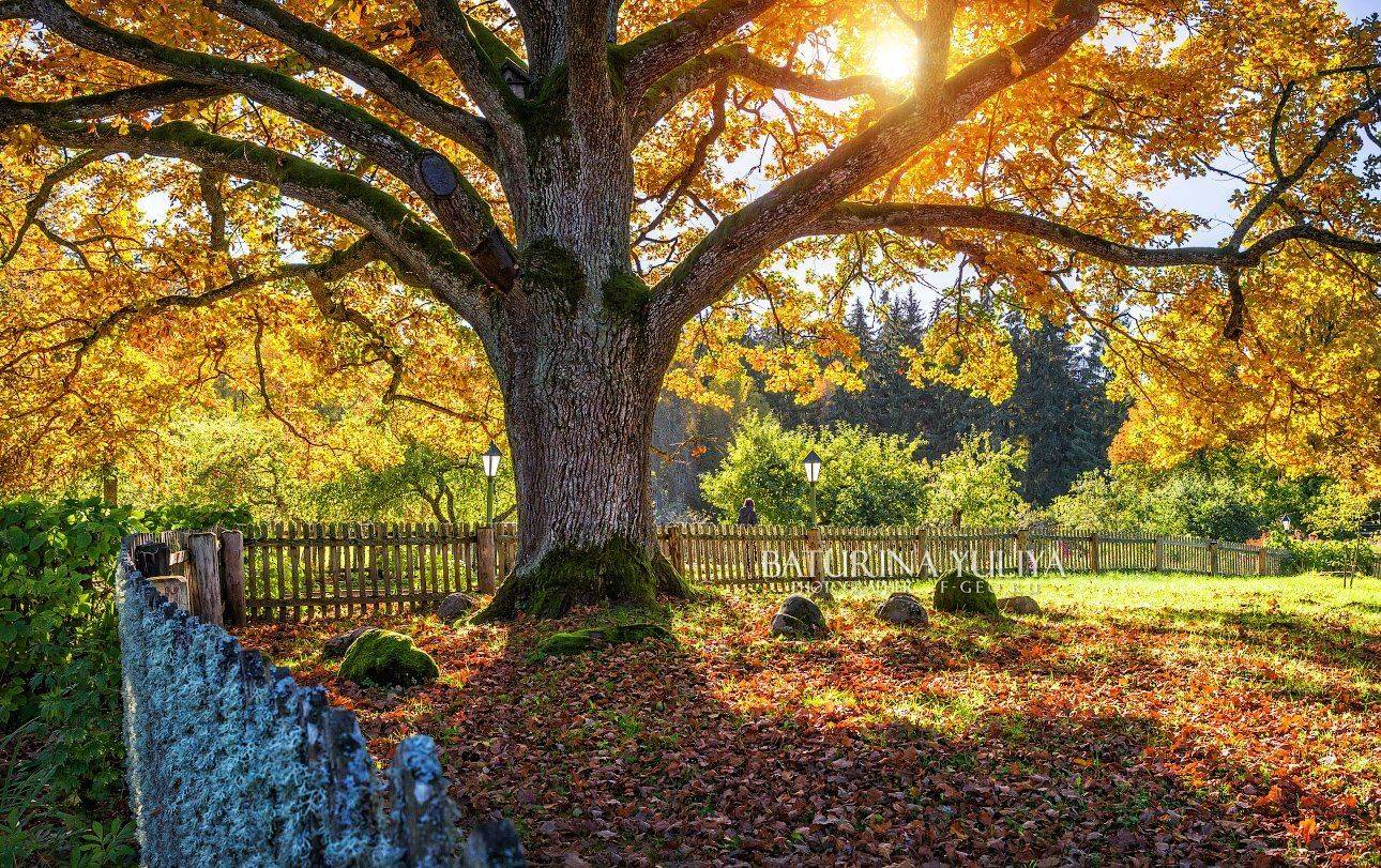 россия, дуб, пейзаж, осень, ствол, осенний пейзаж, Юлия Батурина