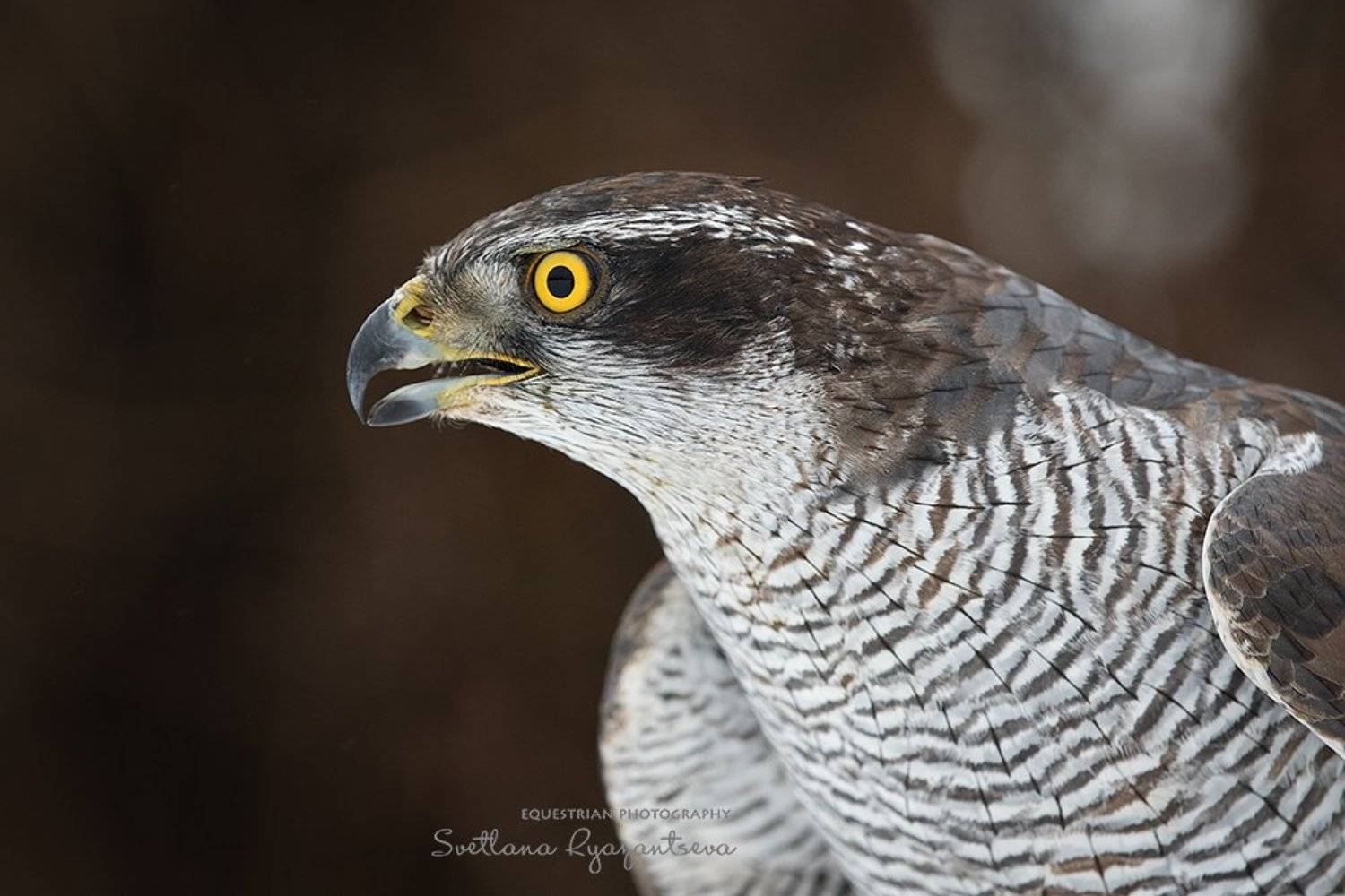 hawk, bird, Svetlana Ryazantseva
