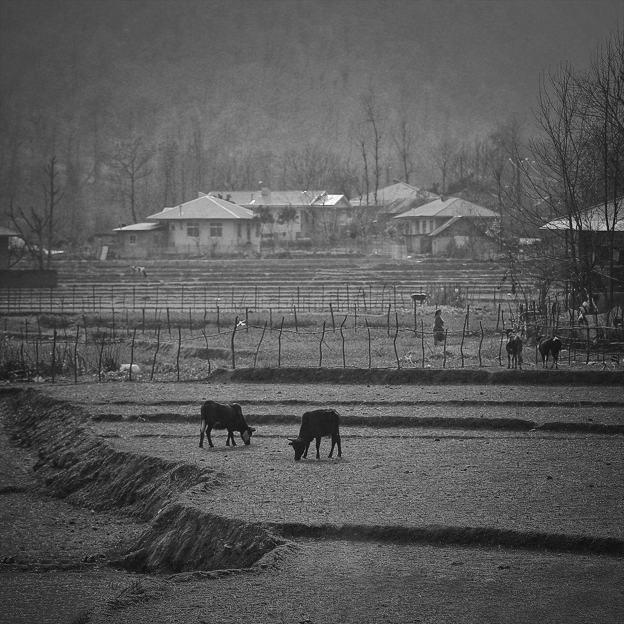#hosseinmehrzad #myfeatureshoot #friendsinperson #حسین_مهرزاد #theweekoninstagram #everybodystreet #everydayeverywhere #persianlikes #hartcollective #reportagespotlight #uspiran #lensculturetalent #heatercentral #phroommagazine #friendsinperson #streetpho, Hossein Mehrzad