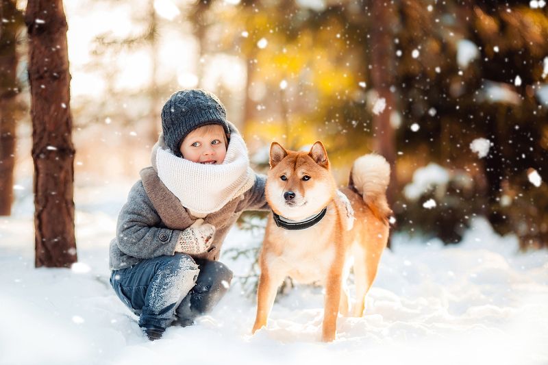#boy #winter #snow #forest #dog #мальчик #шиба #зима #детскаяфотография Лучший друг фото превью